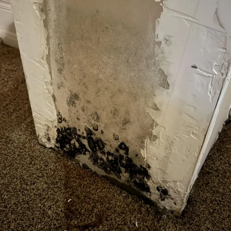Professional Mold Removal in Amherst, VA